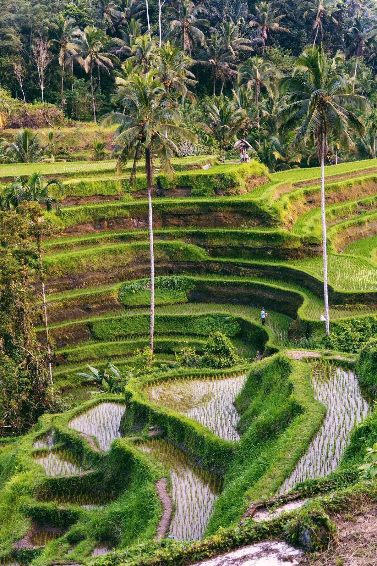 Terraced rice fields lined with palms