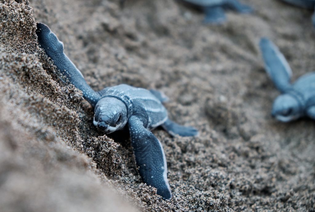 Loggerhead sea turtles in Zakynthos, Greece 