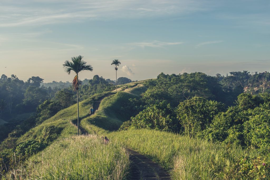 Bali jungle