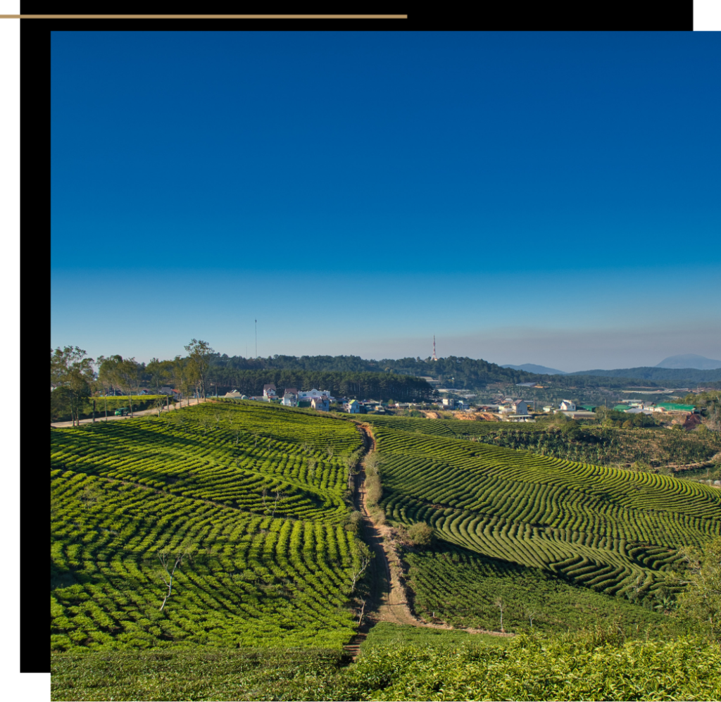 Dalat rice paddies, Vietnam