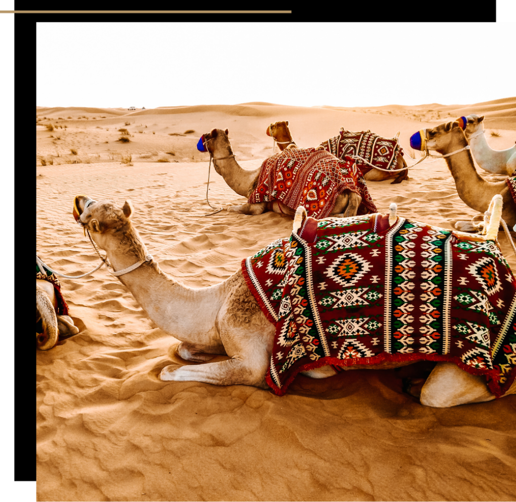 Camels on the sand dunes in Dubai 