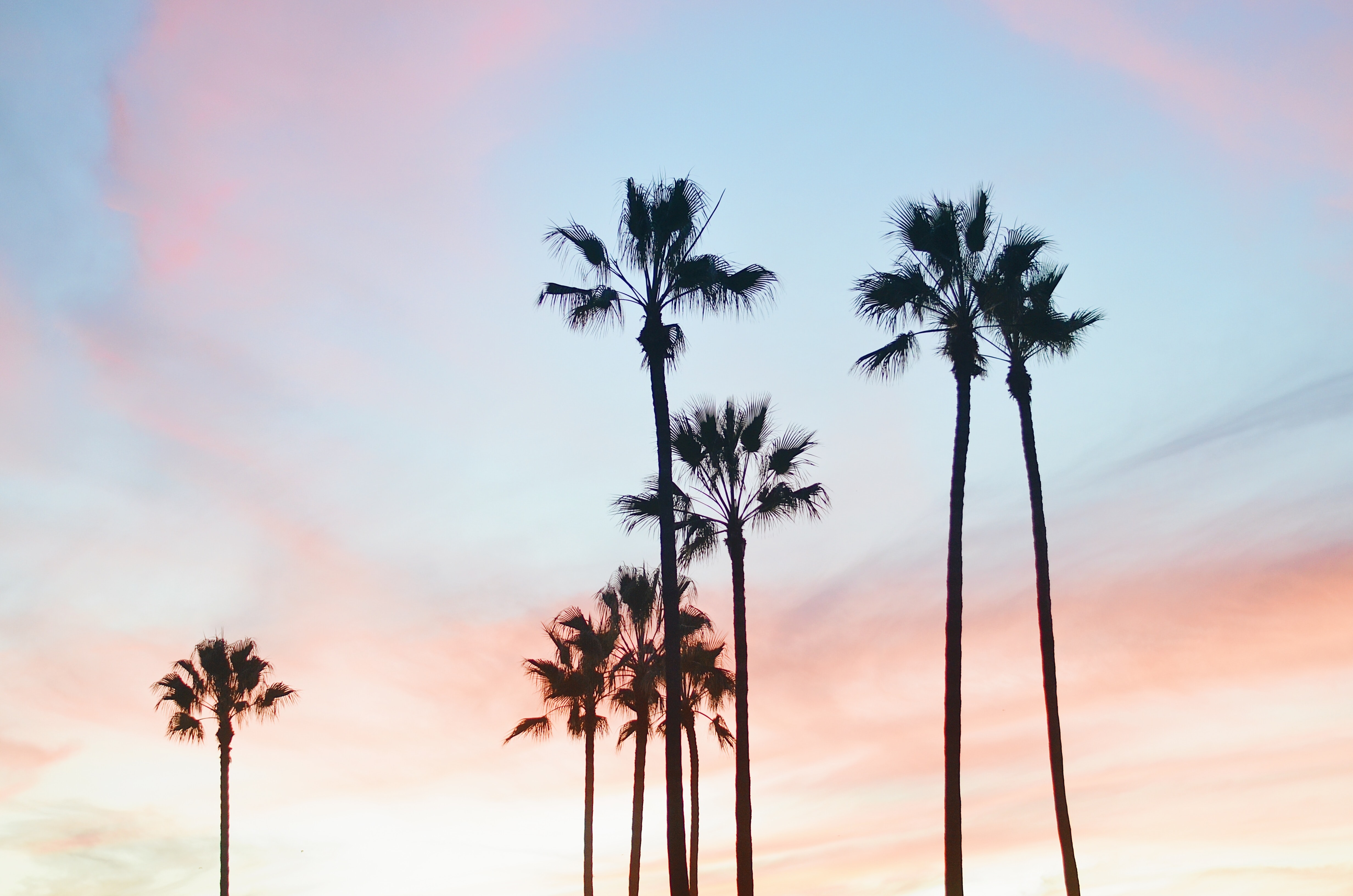 palm trees in LA